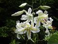 mountain lily ، Golden-Rayed Lily